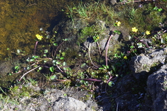 Caltha arctica