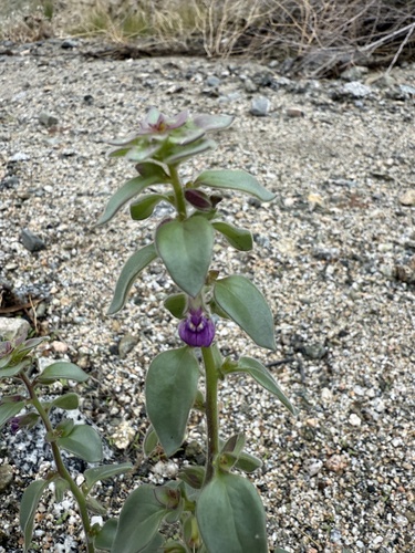 iNaturalist observation photo of Deep Canyon snapdragon