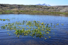 Caltha arctica