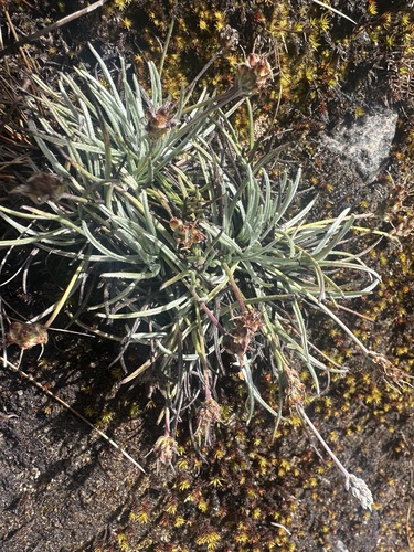 Plantago sericea, photograph 5