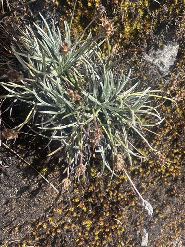 Plantago sericea, photograph 6