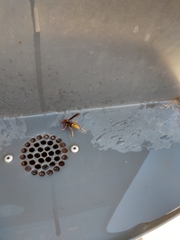 Polistes cavapytiformis