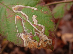 Stigmella splendidissimella