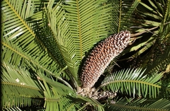 Dioon edule