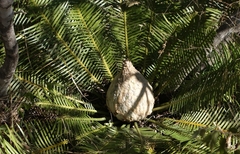 Dioon edule