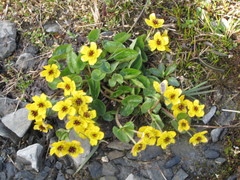 Caltha arctica