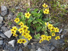 Caltha arctica