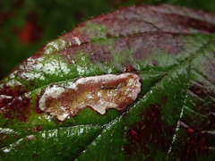 Coptotriche marginea