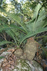 Dioon edule