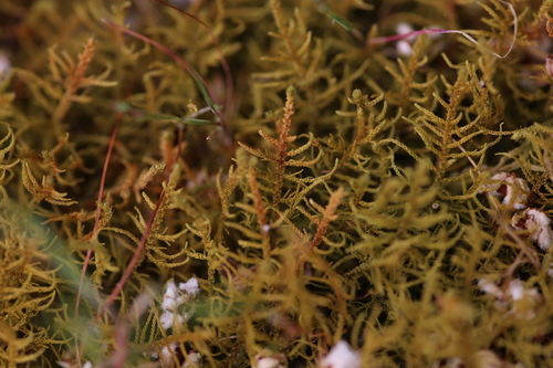Sparse Fern Moss (Thuidiopsis sparsa)