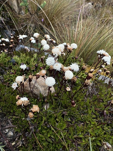 Ageratina gracilis, photograph 2