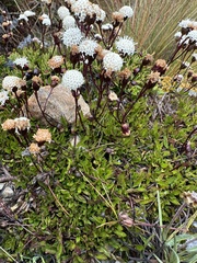 Ageratina gracilis, photograph (c) Nicolás Baresch Uribe, some rights reserved (CC BY)
