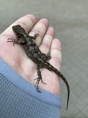 Sceloporus grammicus