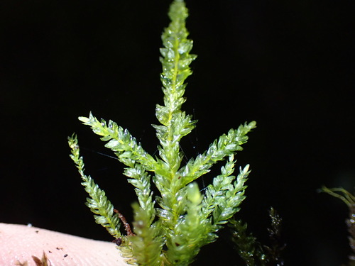 Necker's Thamnobryum Moss (Thamnobryum neckeroides)