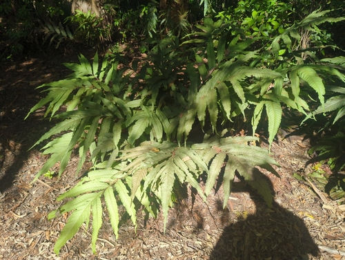 Incised halberd fern (Tectaria incisa)