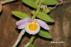 Dendrobium loddigesii