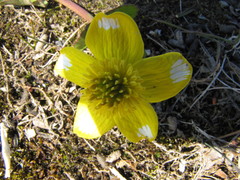 Caltha arctica