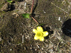 Caltha arctica
