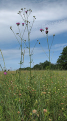 Centaurea scabiosa apiculata