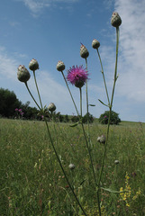 Centaurea scabiosa apiculata