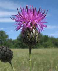 Centaurea scabiosa apiculata