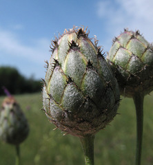 Centaurea scabiosa apiculata