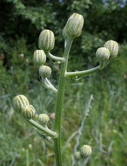 Crepis pannonica