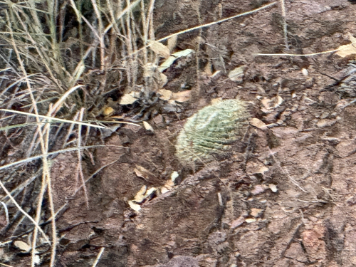 Coryphantha recurvata