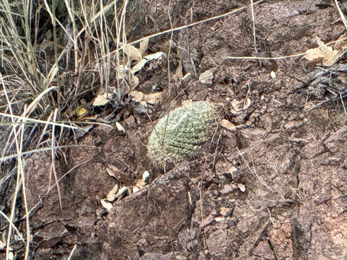 Coryphantha recurvata