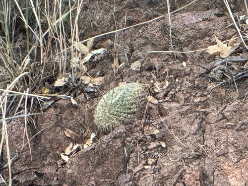 Coryphantha recurvata