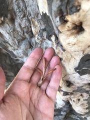 Triplaris americana