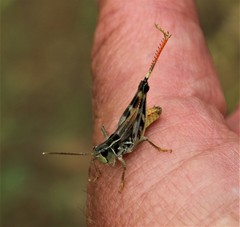 Bruneria shastana