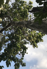 Triplaris americana