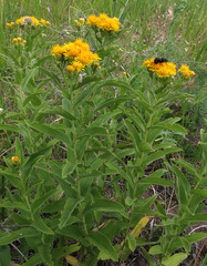 Pentanema germanicum