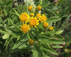 Pentanema germanicum