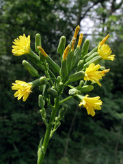 Lactuca quercina
