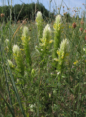 Melampyrum argyrocomum