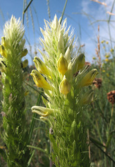 Melampyrum argyrocomum