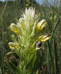 Melampyrum argyrocomum