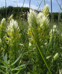 Melampyrum argyrocomum