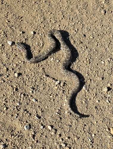 Western Massasauga