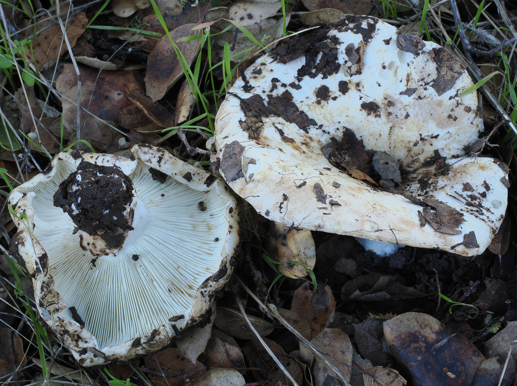 Russula sp. 'brevipes-CA02'