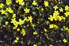 Caltha caespitosa