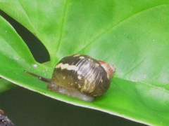 Simpulopsis