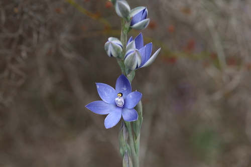plain sun orchid (Thelymitra paludosa)