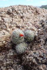 Mammillaria schumannii