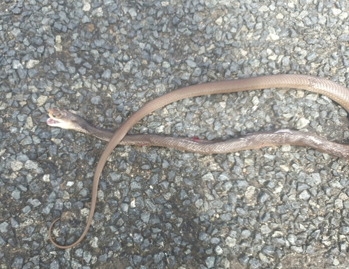 Coastal Taipan sighting