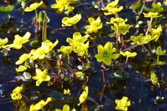 Caltha caespitosa