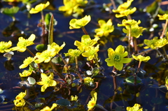 Caltha caespitosa