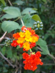 Lantana camara camara